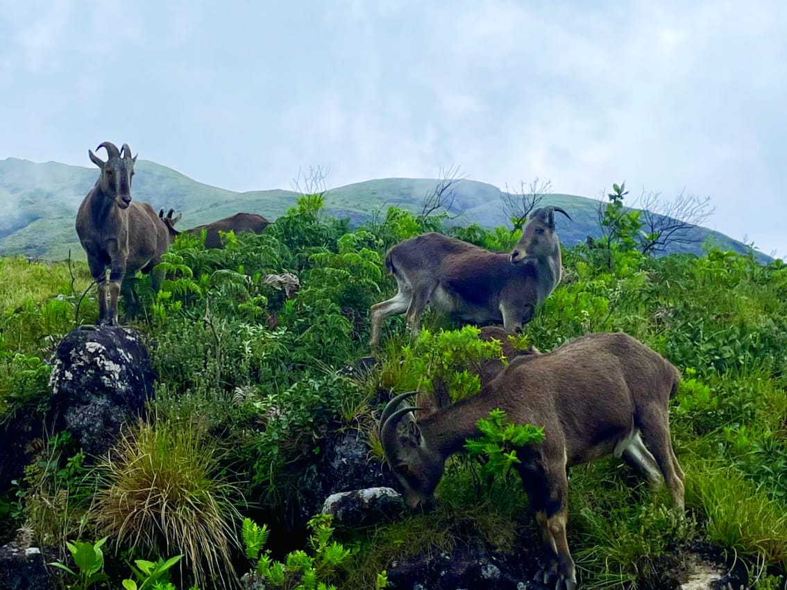 Munnar Tour: Explore the Wilderness of Eravikulam National Park
